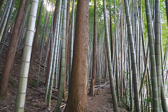 細身の木と竹が立ち並ぶ竹林