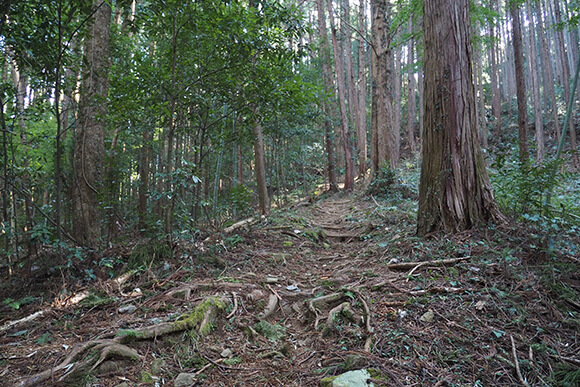 木々がひしめく根が多く張った山道