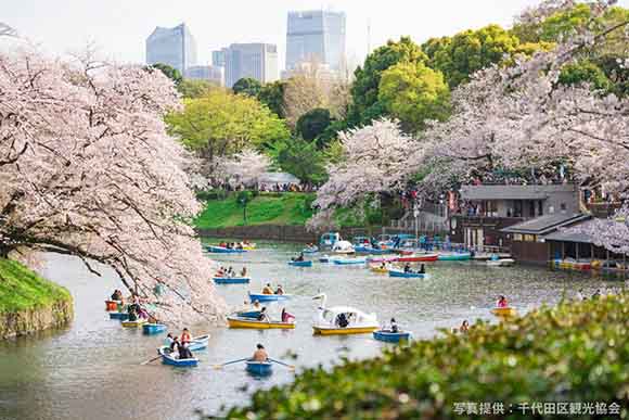 桜が満開の濠