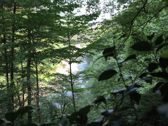 木々の間から覗く川