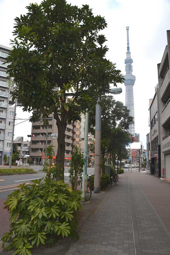 スカイツリーが見える道