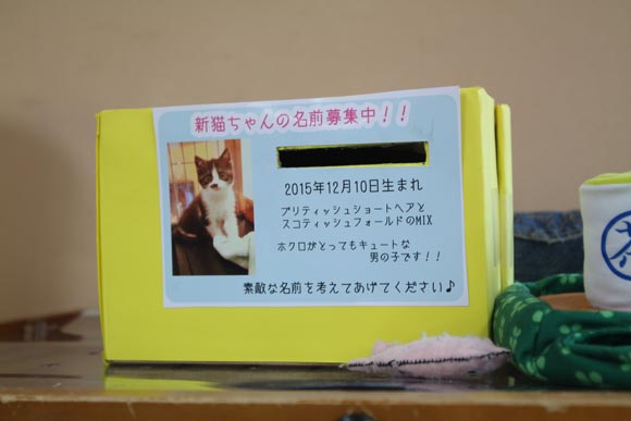 新猫ちゃんの名前募集中の箱