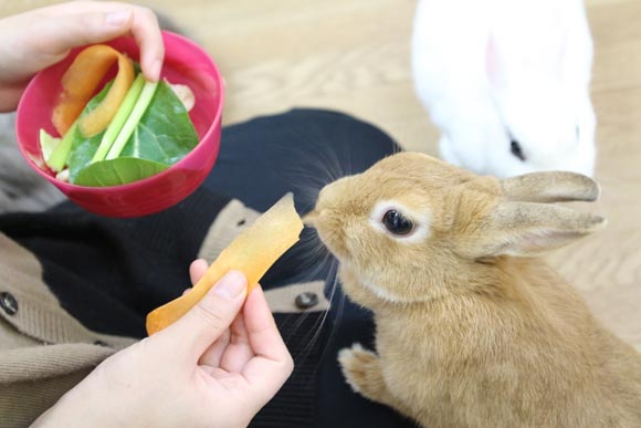 膝に登って人参を食べるうさぎ