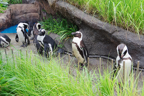 整列しているペンギンたち