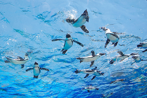 ペンギンの泳ぐ姿を下から観察した様子