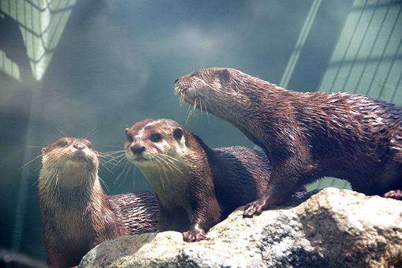 岩に乗る3匹のカワウソ