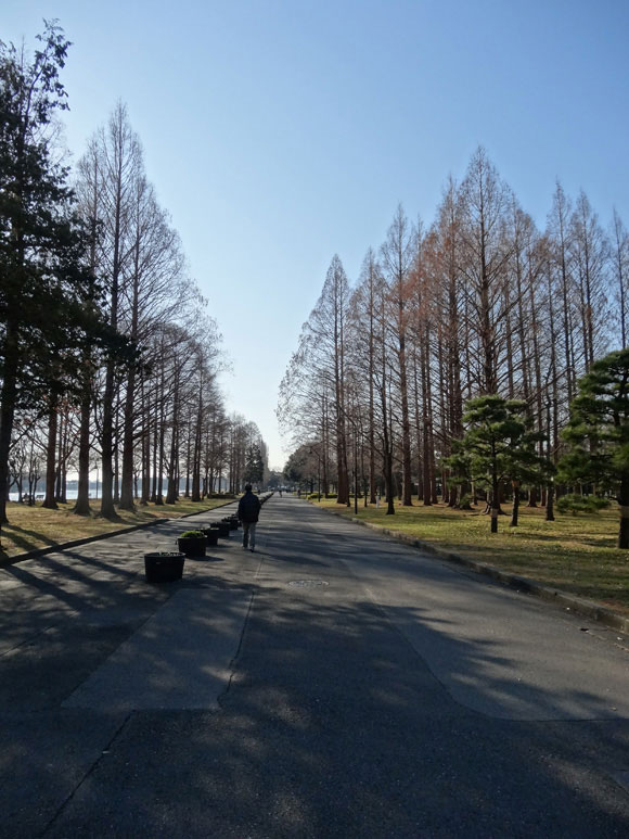 メタセコイアの木がある道