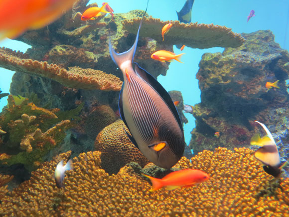 平べったい横縞模様の魚