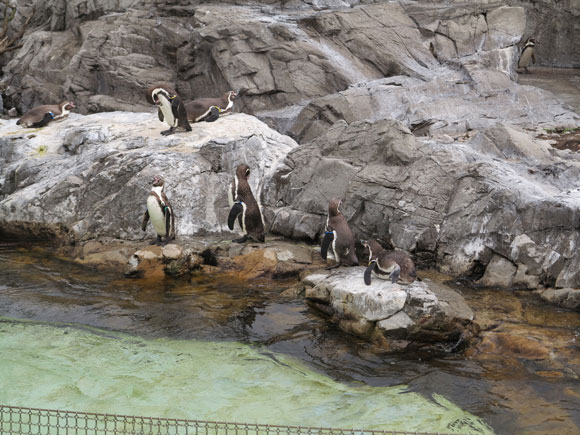 岩場でくつろぐペンギン