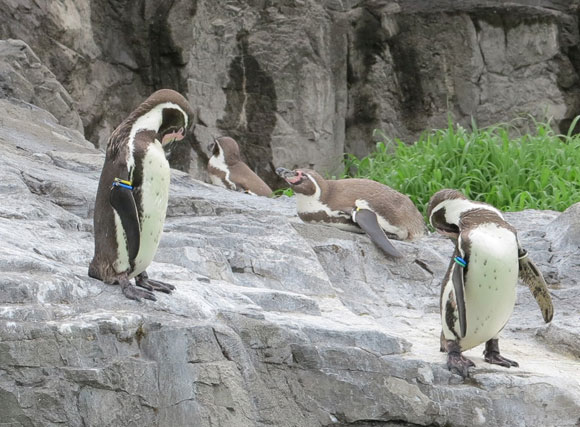 ペンギンのアップ