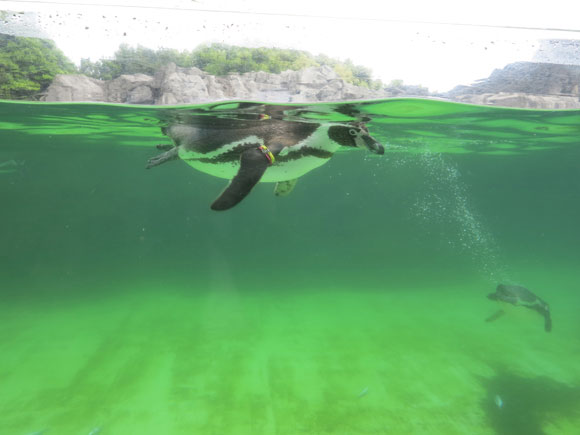 泳ぐペンギン