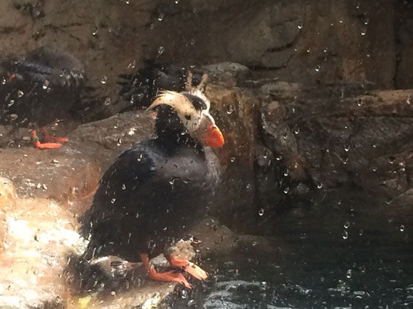 ペンギンに似た鳥