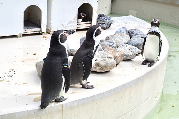 プールの縁に集まるペンギンたち