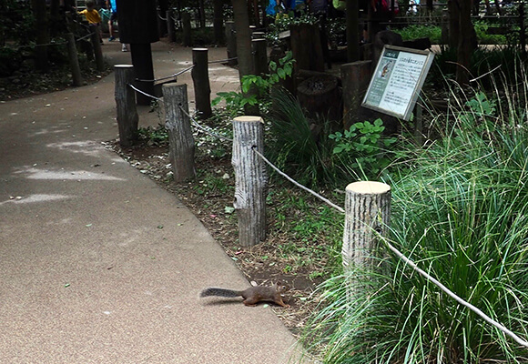 道を横断するリス