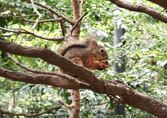 木の上で餌を食べるリス