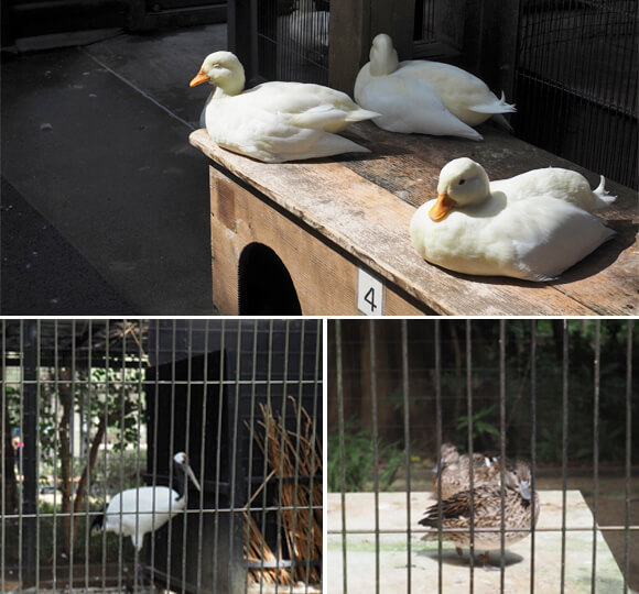 3種の鳥たち