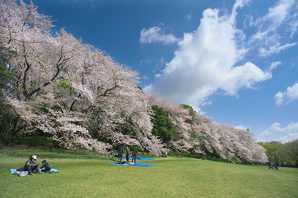 桜が満開の広場風景