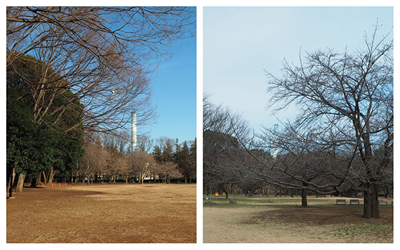 ペットが入れる広場の風景