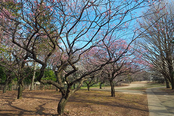 五分咲きの梅の花