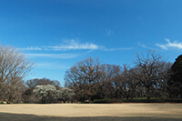 青空の下の砧公園広場