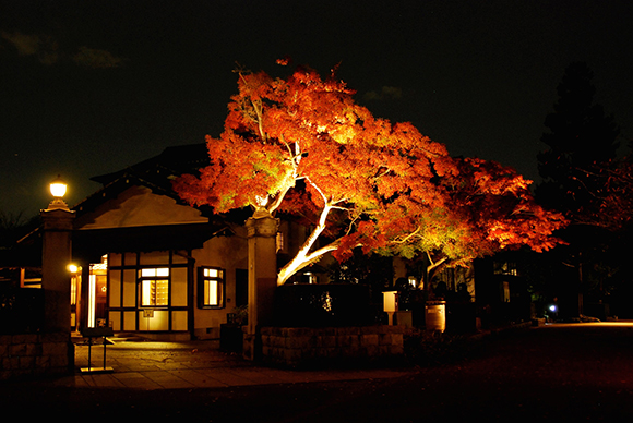 闇夜に浮かびあがる紅葉樹