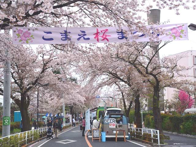 満開の桜並木