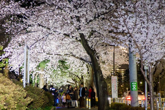 ライトアップする桜を楽しむ人々