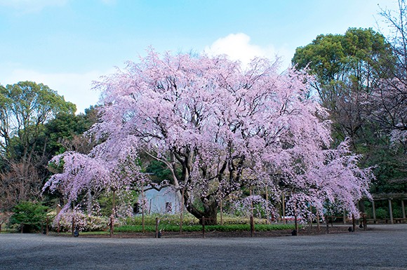 存在感のあるしだれ桜