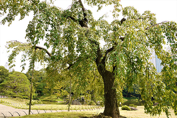 シンボルツリーの馬場桜