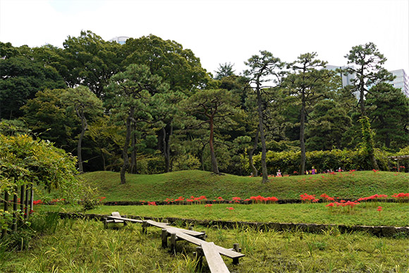 カキツバタ田の中にある八ツ橋