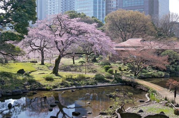 一番乗りに咲く枝垂れ桜