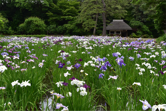 華やかで品格がある花菖蒲