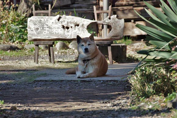 伏せをしてこちらを見るポーちゃん