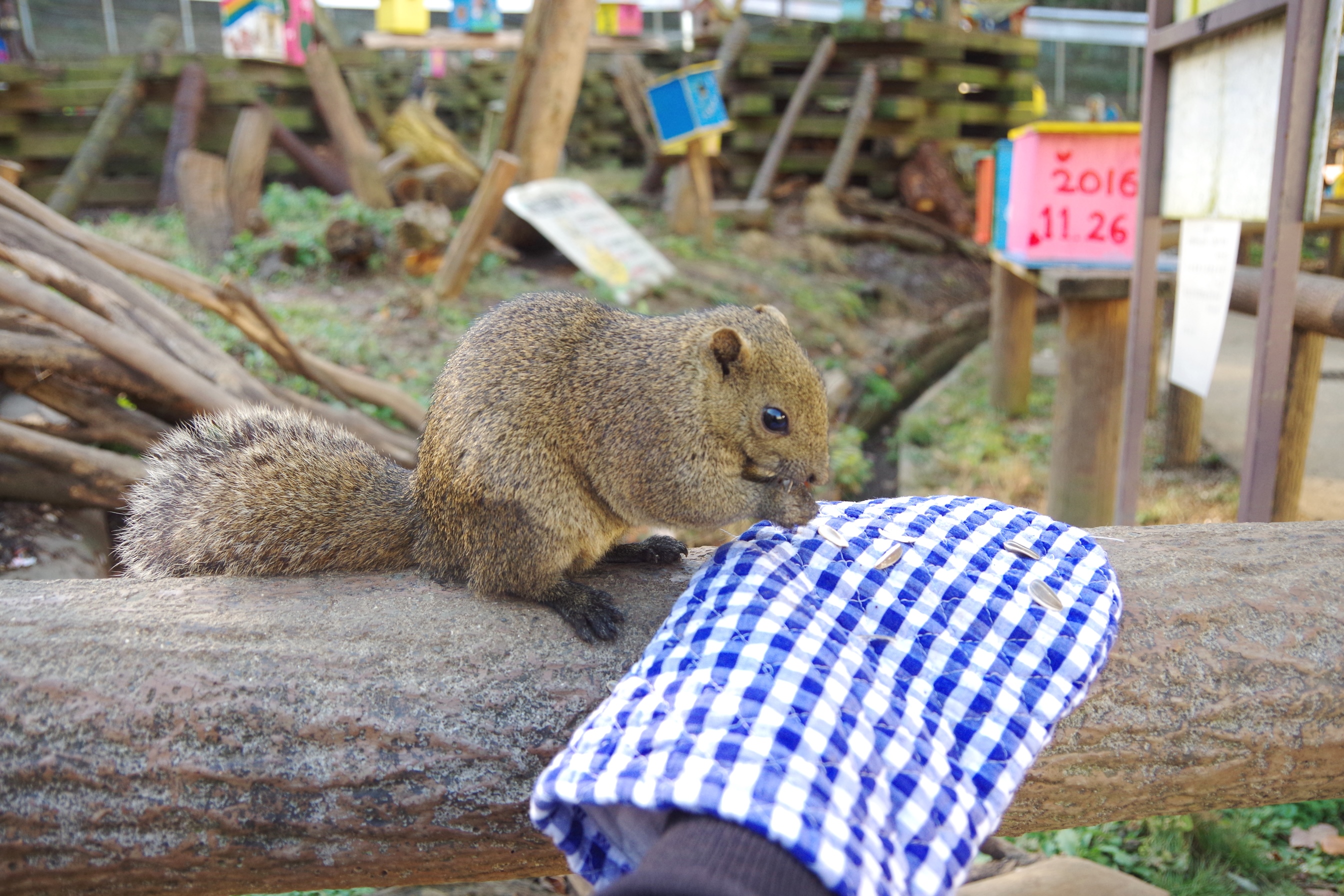 ミトンの上の種を食べるリス