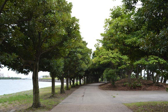 台場公園の道