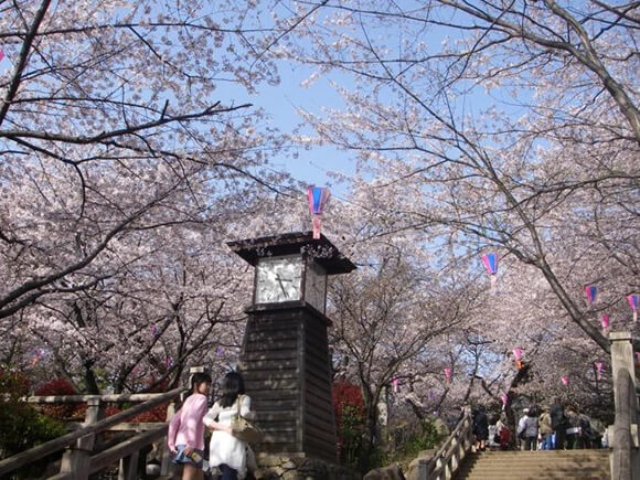 飛鳥山公園に咲く満開の桜