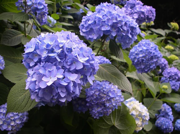 飛鳥山公園に咲く紫陽花