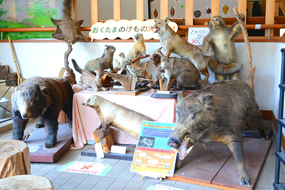 クマや猪などの剥製