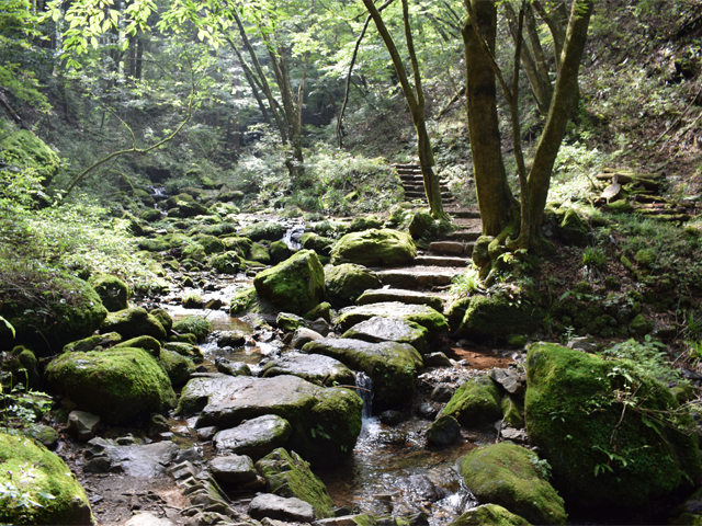 苔むした道