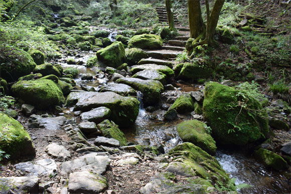 苔が素晴らしい場所