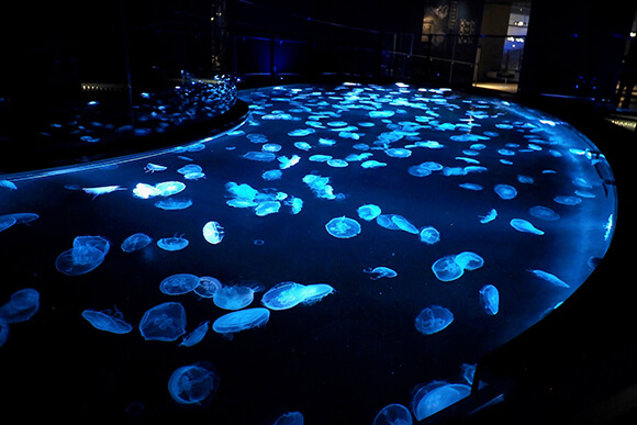幻想的な青い照明の中漂うクラゲ