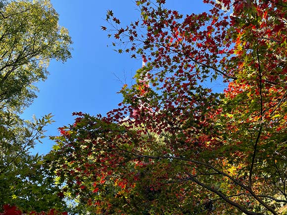 高いところに見える紅葉