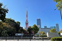 東京タワーが見える公園