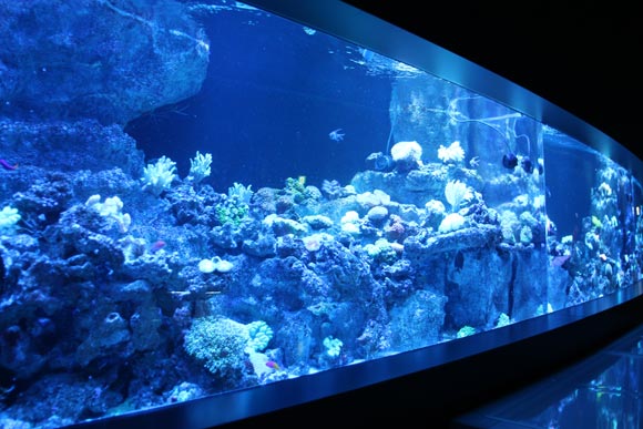 発光サンゴの美しい水槽