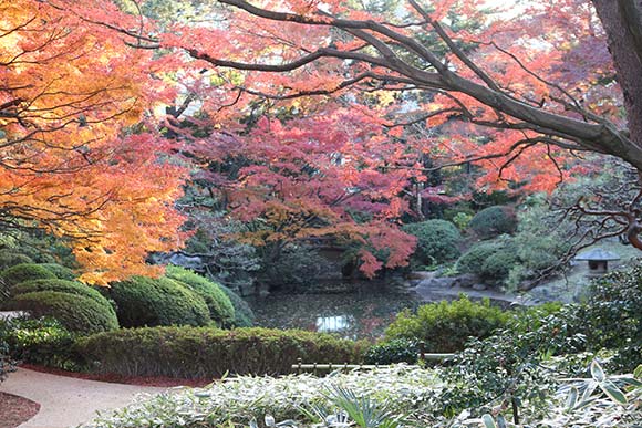 日本庭園の紅葉風景