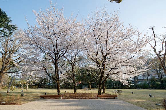 西洋庭園に咲く桜