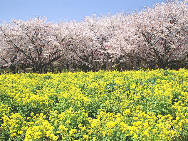 満開の桜と菜の花