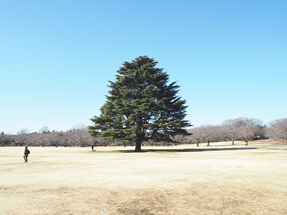 原っぱの中心にある大きな木