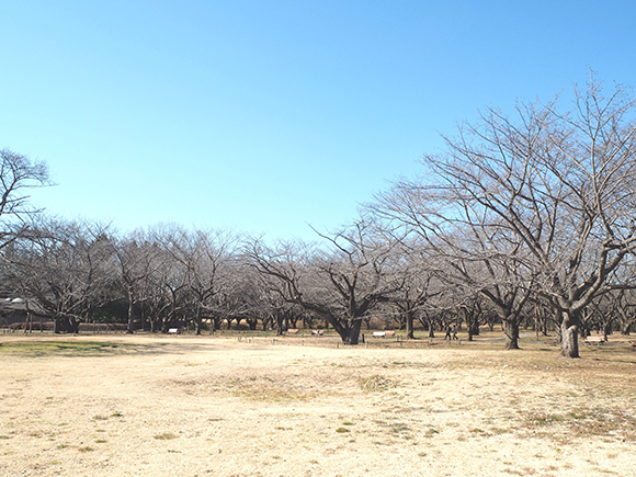 連なる桜の木