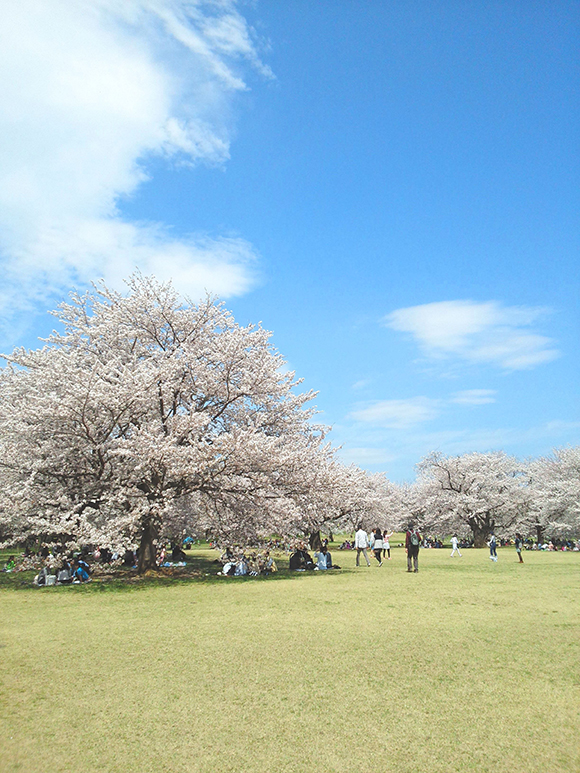 花見の様子